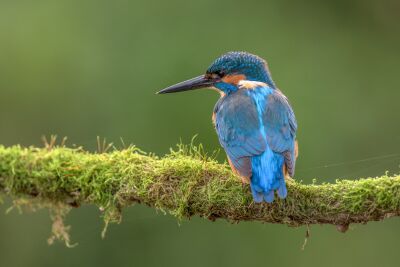 IJsvogel morgens op een tak met mos