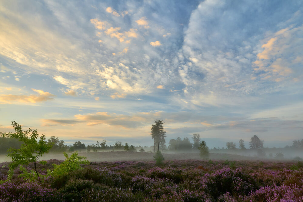 Gekleurde wolken boven bloeiende heide tijdens zonsopkomst.