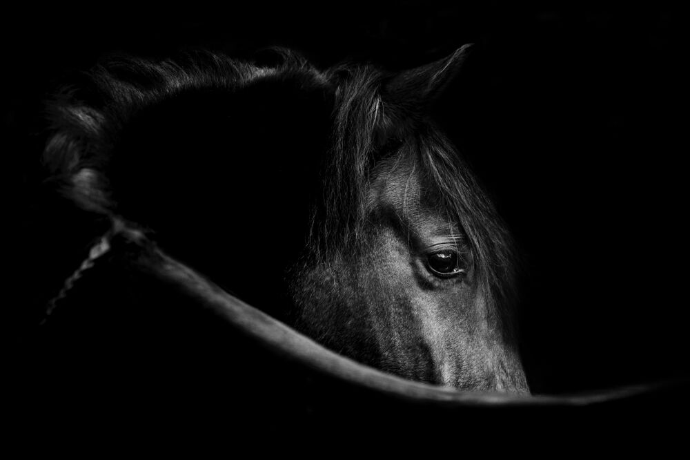 Mysterieus Paardenportret in Schaduw - black beauty - Paard