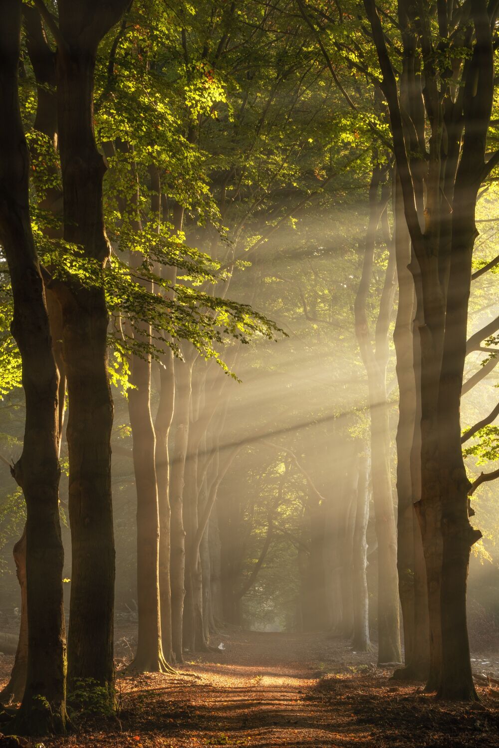 De Nederlandse bossen - Gelderland