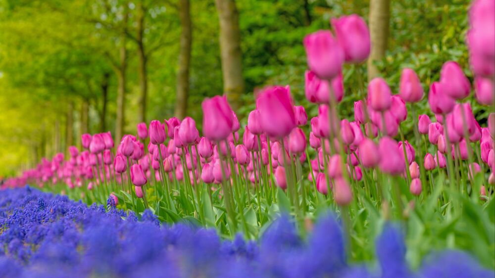 Een laantje van bloemen