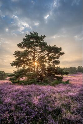 Fine Art landschaft mit den schönen farben der natur während des sonnenaufgangs auf der Heide