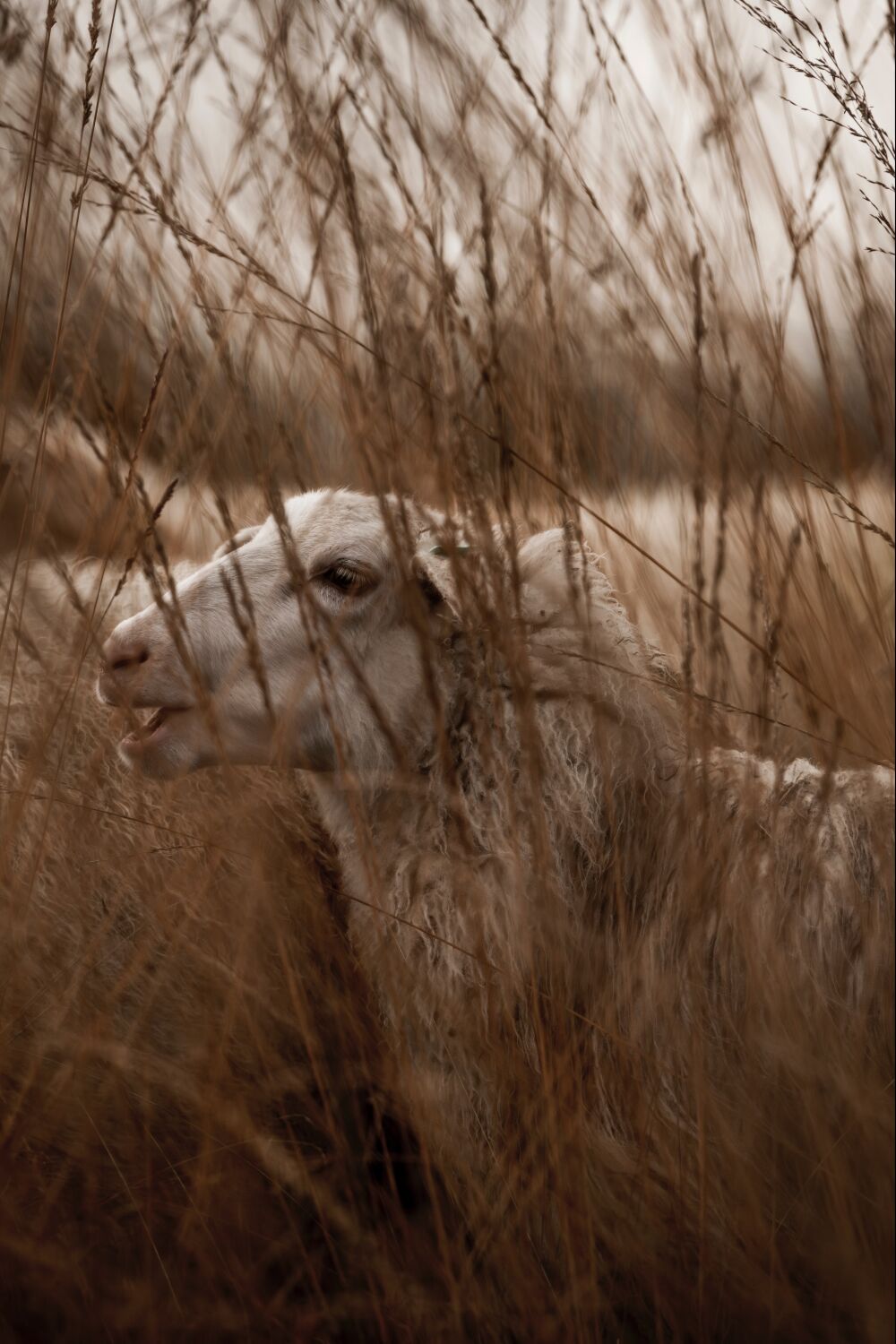 Immersed in the Reeds Sheep in a Dreamy Landscape