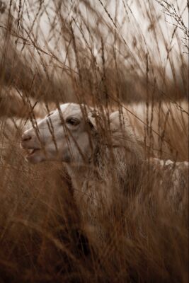 Verzonken in het Riet Schaap in Dromerig Landschap