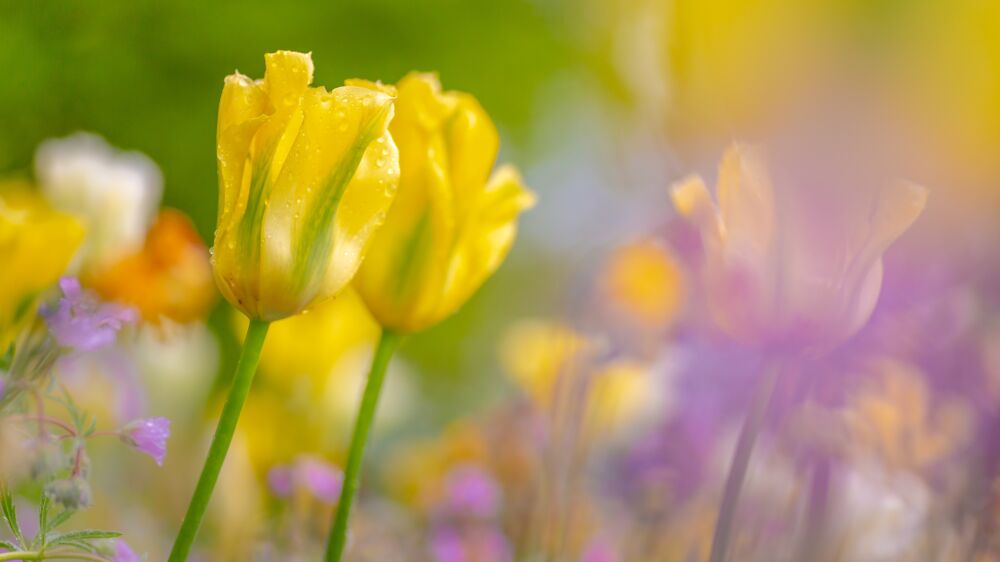 Gele tulpen in een tulpenveld