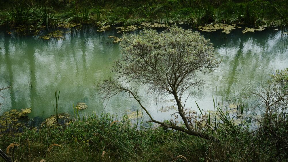 Boom in de Amsterdamse Waterleidingduinen