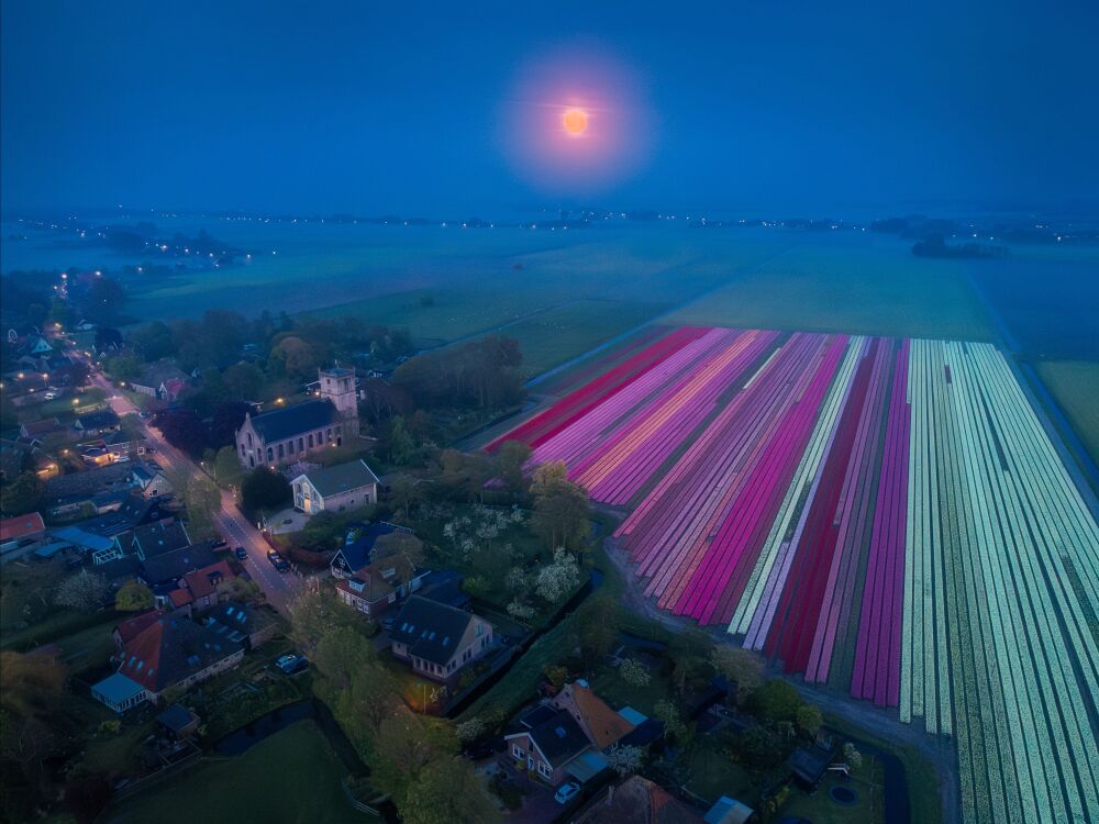 Het tulpendorpje van 2023 tijdens de vroege uurtjes