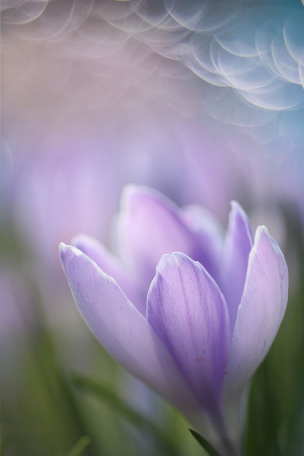 Bokeh close-up