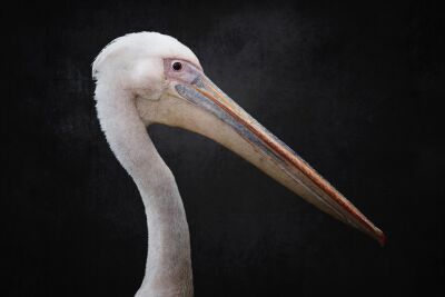 Graceful and Regal Portrait of a Pelican