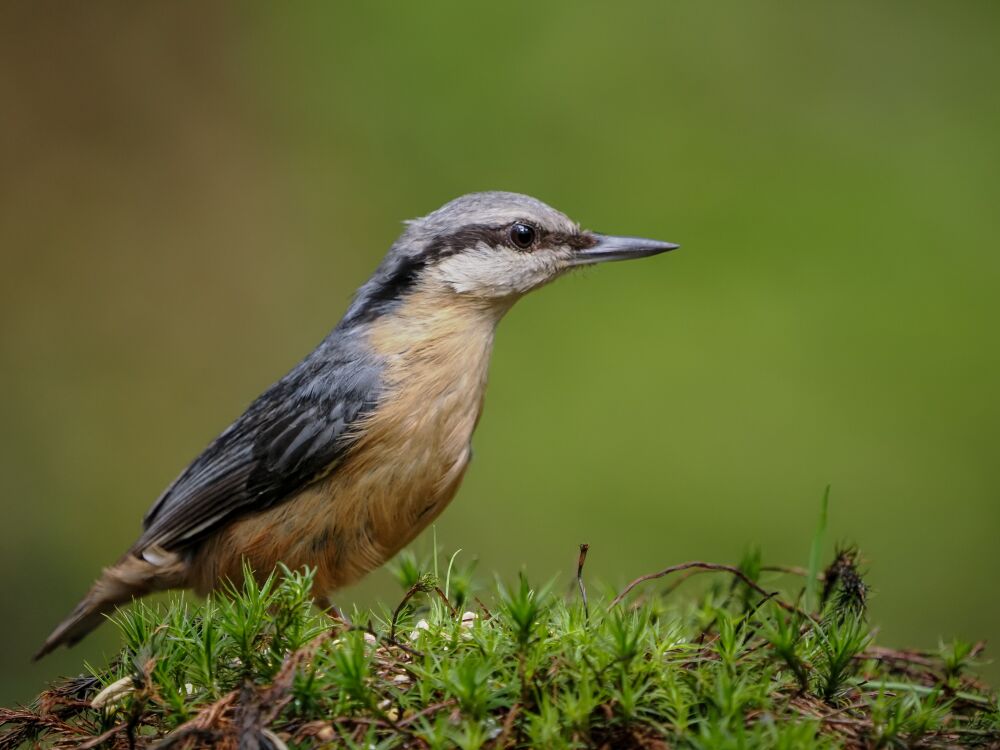 portret van een boomklever