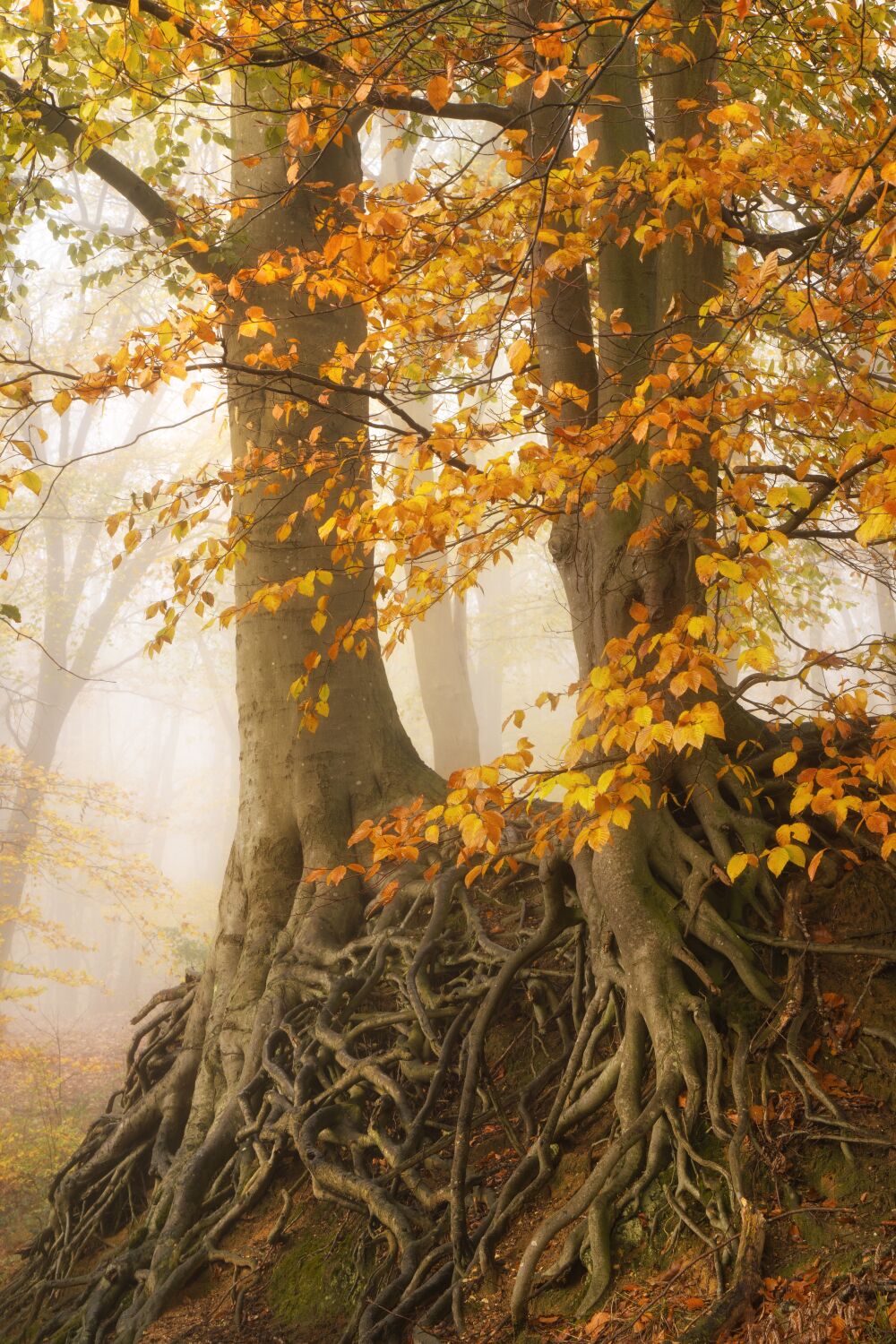 De Nederlandse bossen - Gelderland