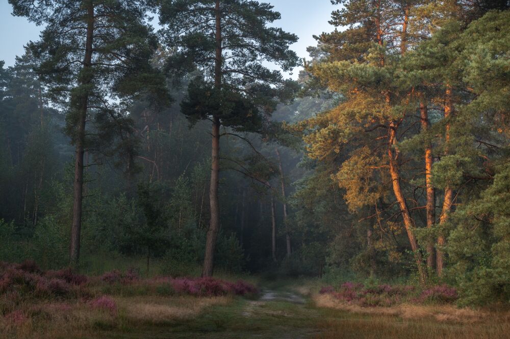 Zirbenweg im goldenen licht der aufgehenden sonne"