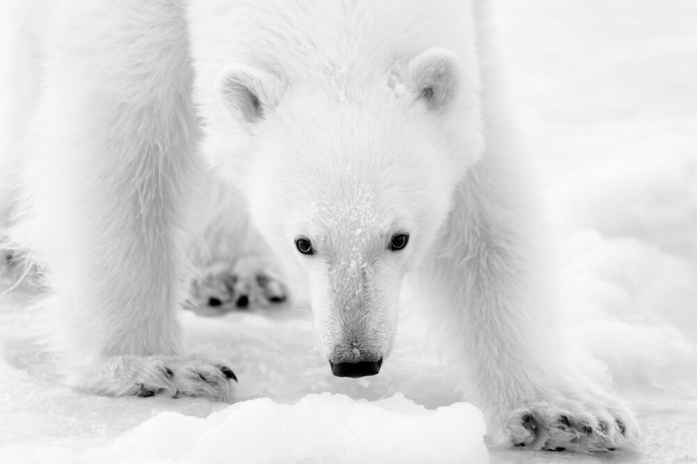 Polar bear portrait