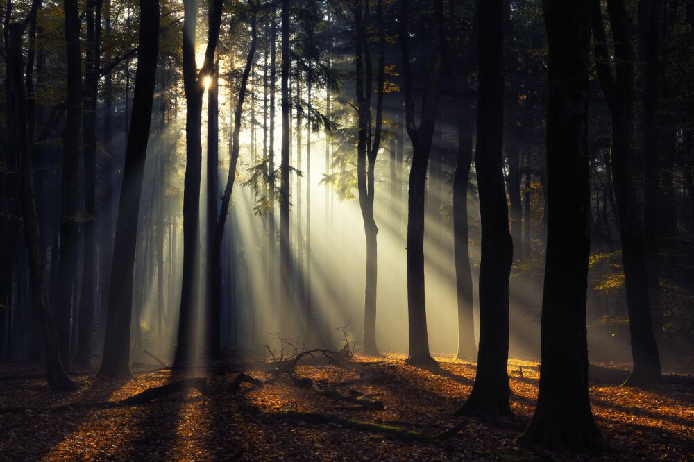 De Nederlandse bossen - Speulderbos