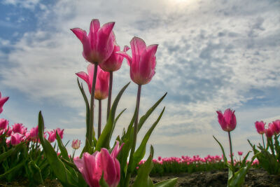 Roze tulpen vanuit kikkerperspectief in tegenlicht met blauwe lucht en wolken