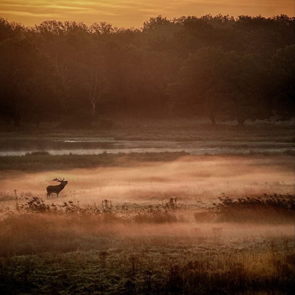 Edelhert in het ochtend licht