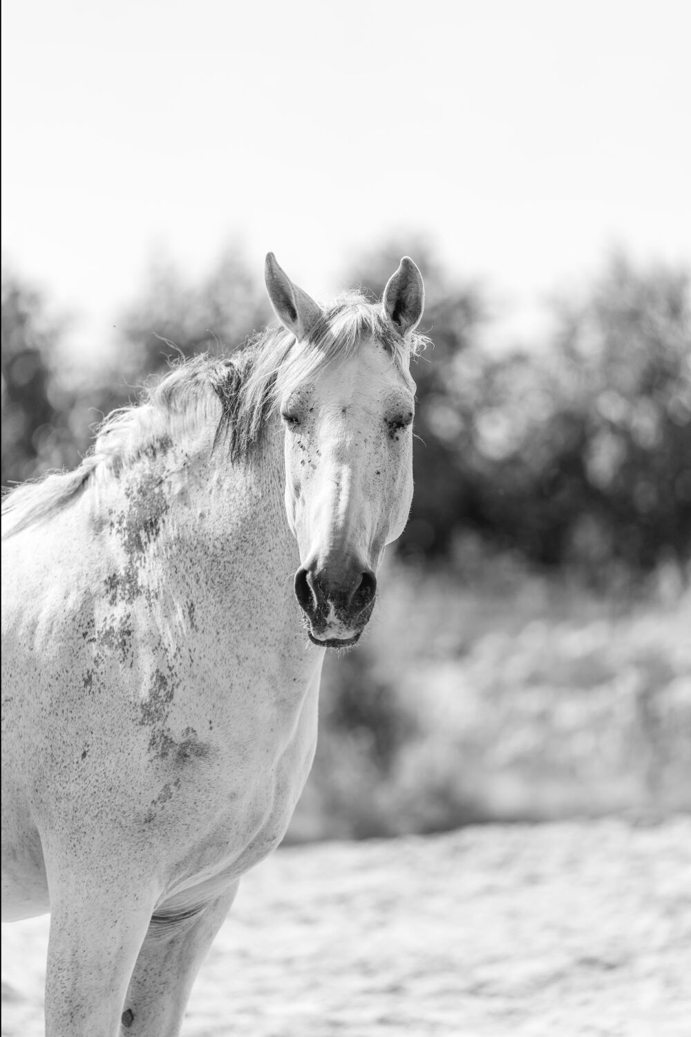 Majestueuze Witte Elegantie in Monochroom