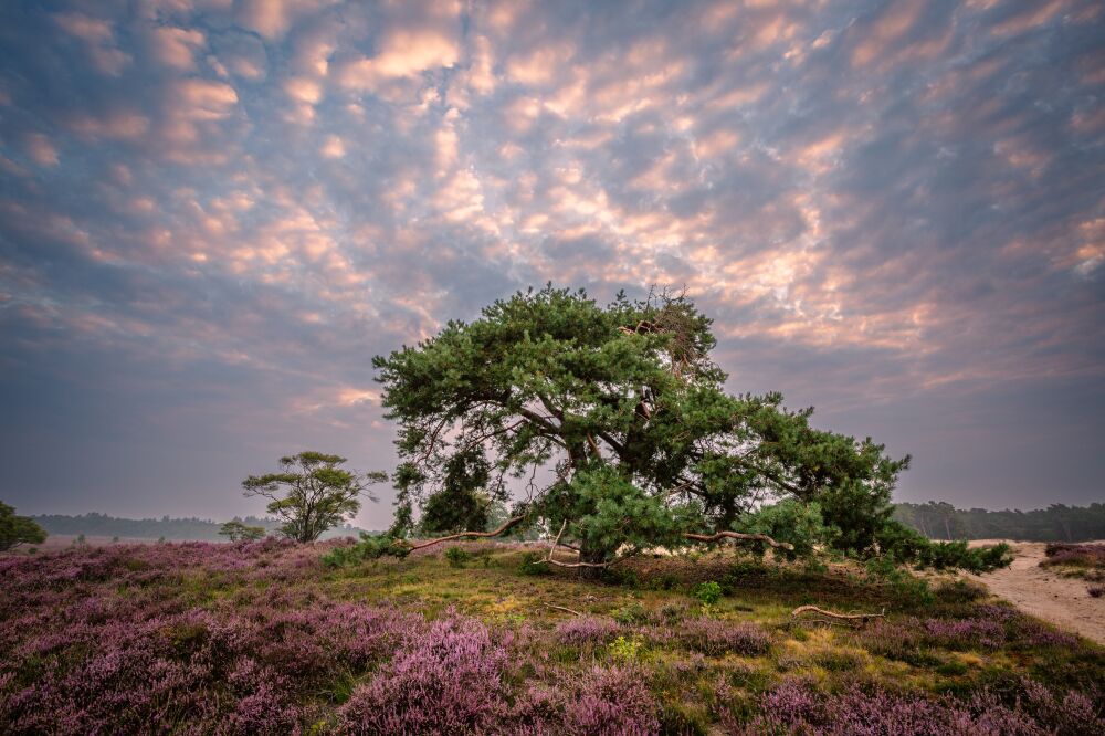 Een sfeervolle zonsopkomst op de hei