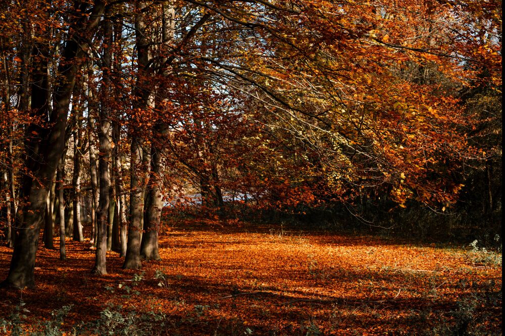 Herfstmagie in het Bos - Warm Licht en Gouden Bladeren