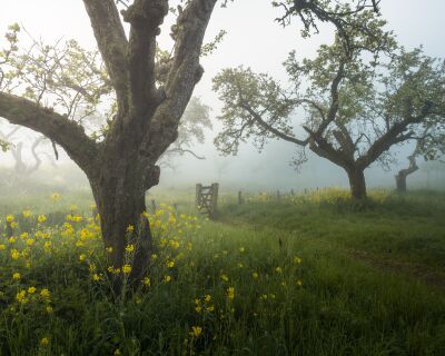 Mistige ochtend tussen de fruitbomen