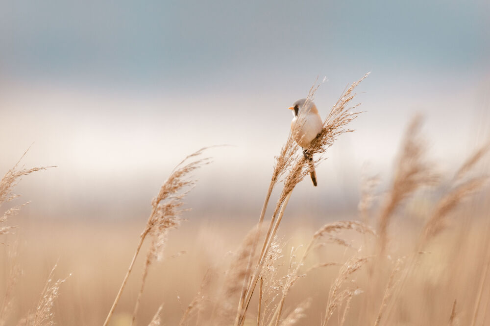 Baardmannetjeop de uitkijk in het riet