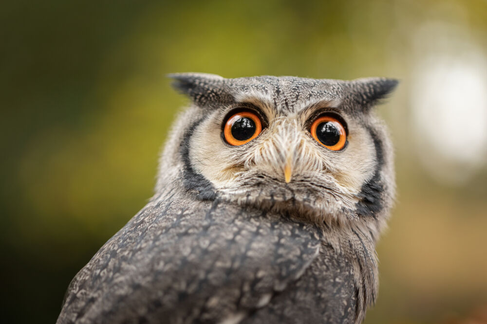 portret van de kop van een uil