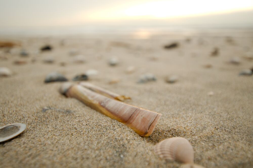 Schelpen op het strand