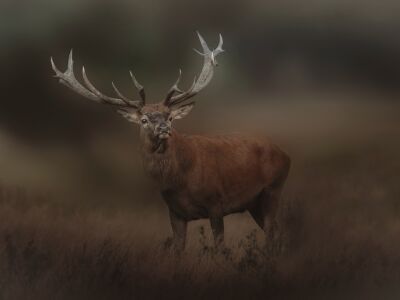 Wild op de Veluwe