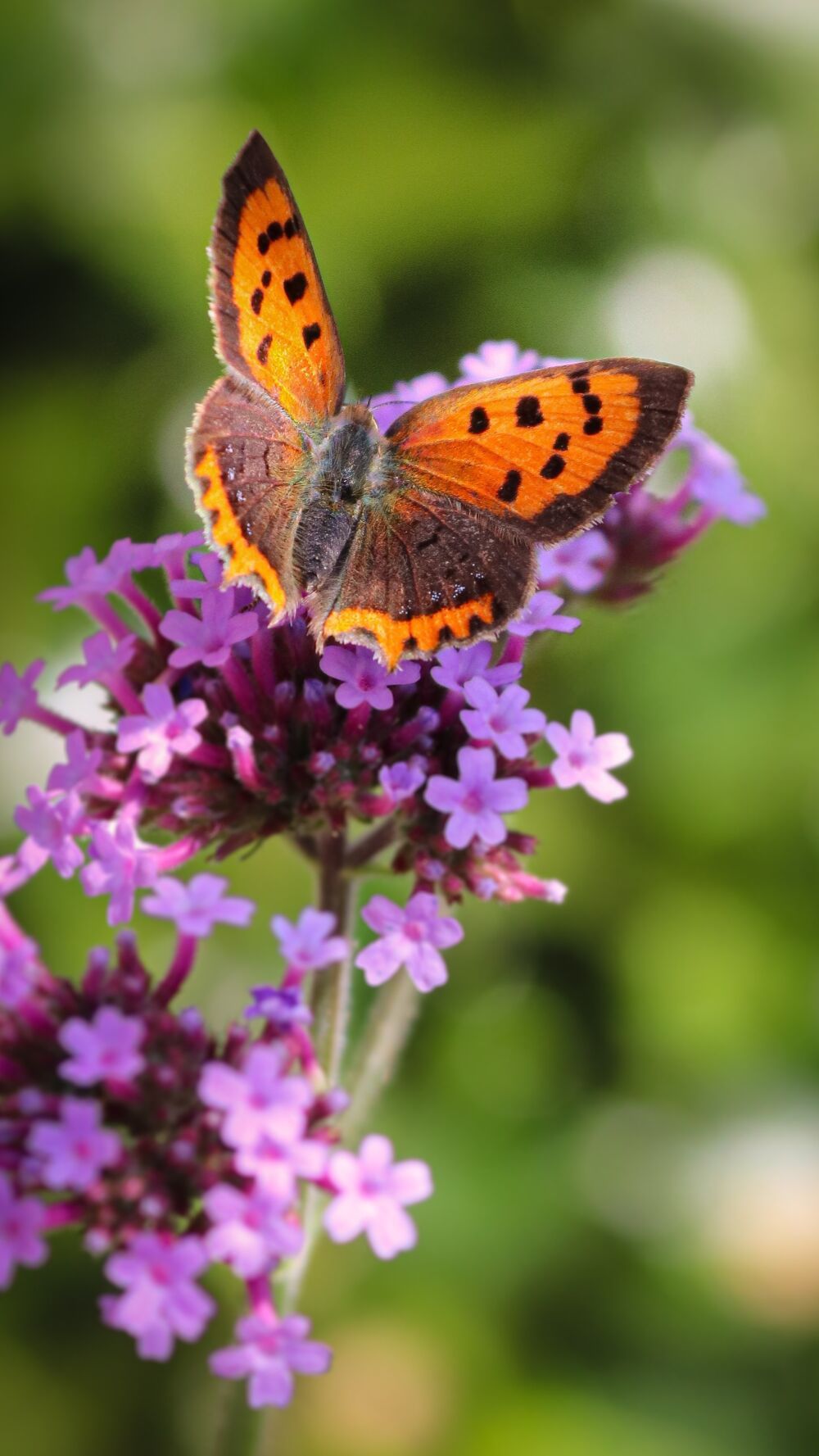 Vlinder in tuin