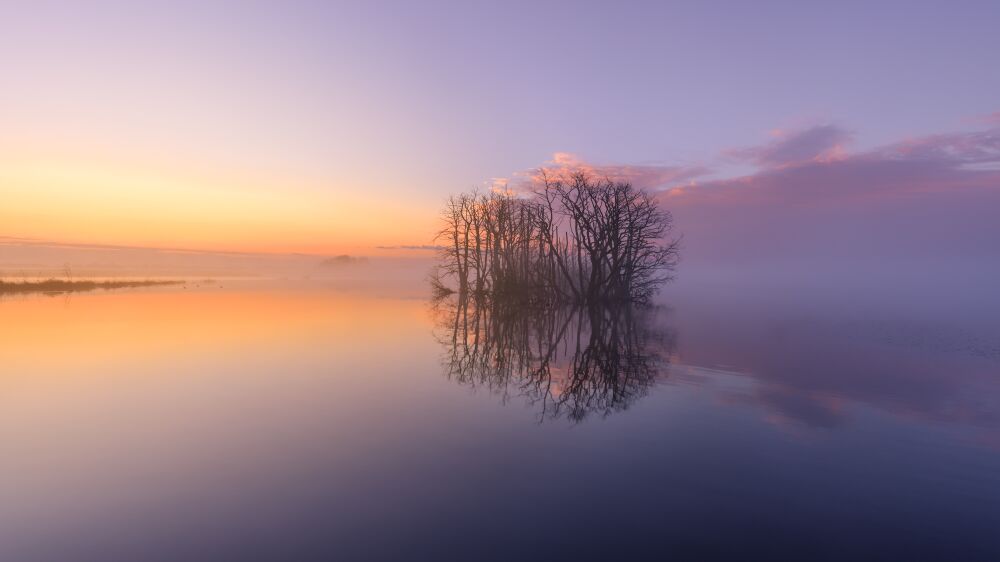 Bomen in het water in Drenthe