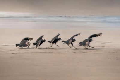 Rituele Dans van Gieren op het Strand