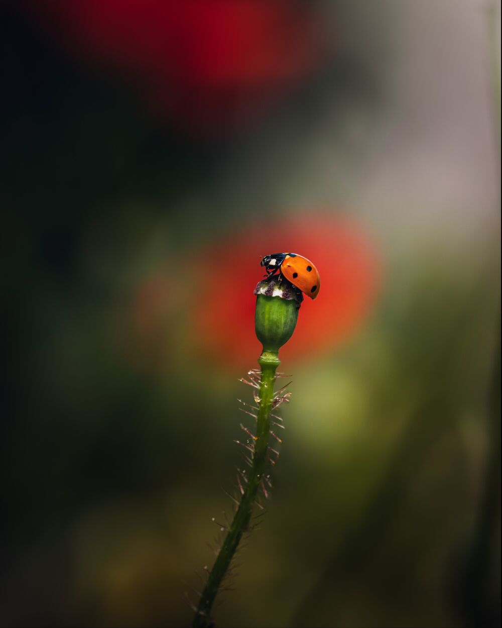 Ladybug Beauty