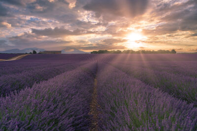 Sunrise lavender fields