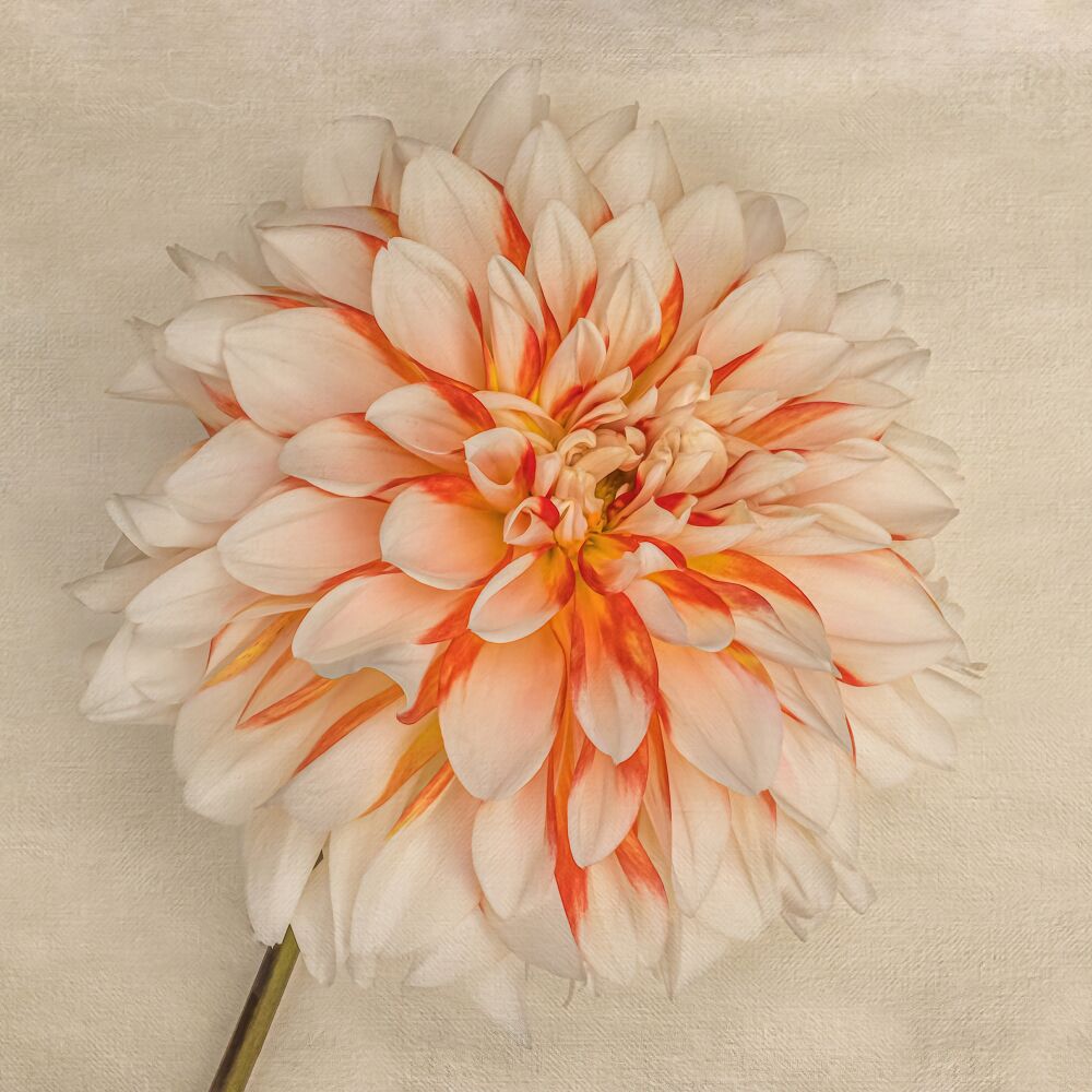 Dahlia Santa Clause