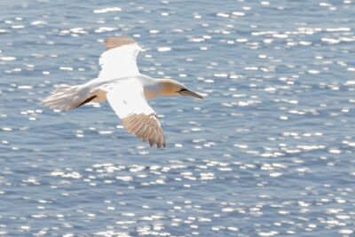 Gannet in flight