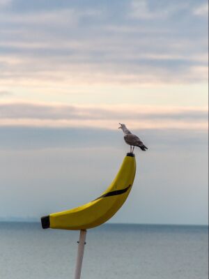 Roepende meeuw op banaan