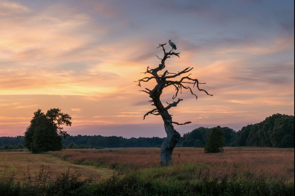 Ooievaar in boom bij zonsondergang