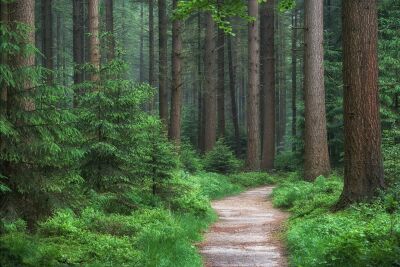 Fris lentegroen in het bos