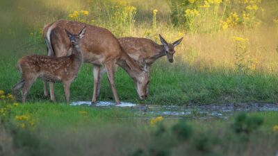 edelhert hinde met bambi tussen het groen