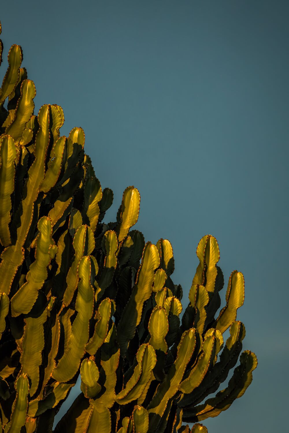 Goldener Rand der Natur Kaktus