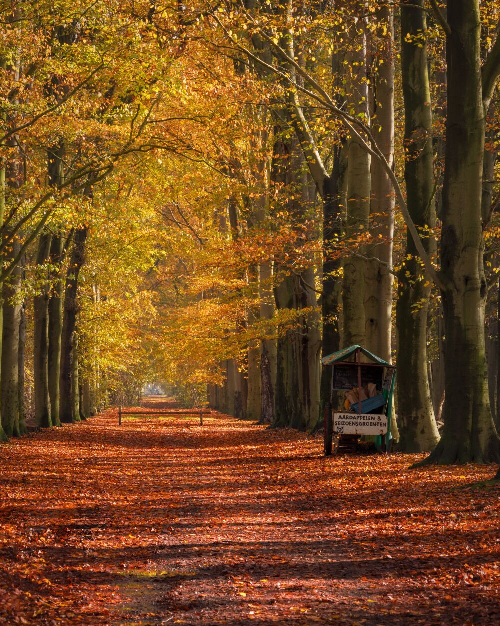 Een boslaan in herfstkleuren