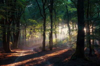 De Nederlandse bossen - Speulderbos