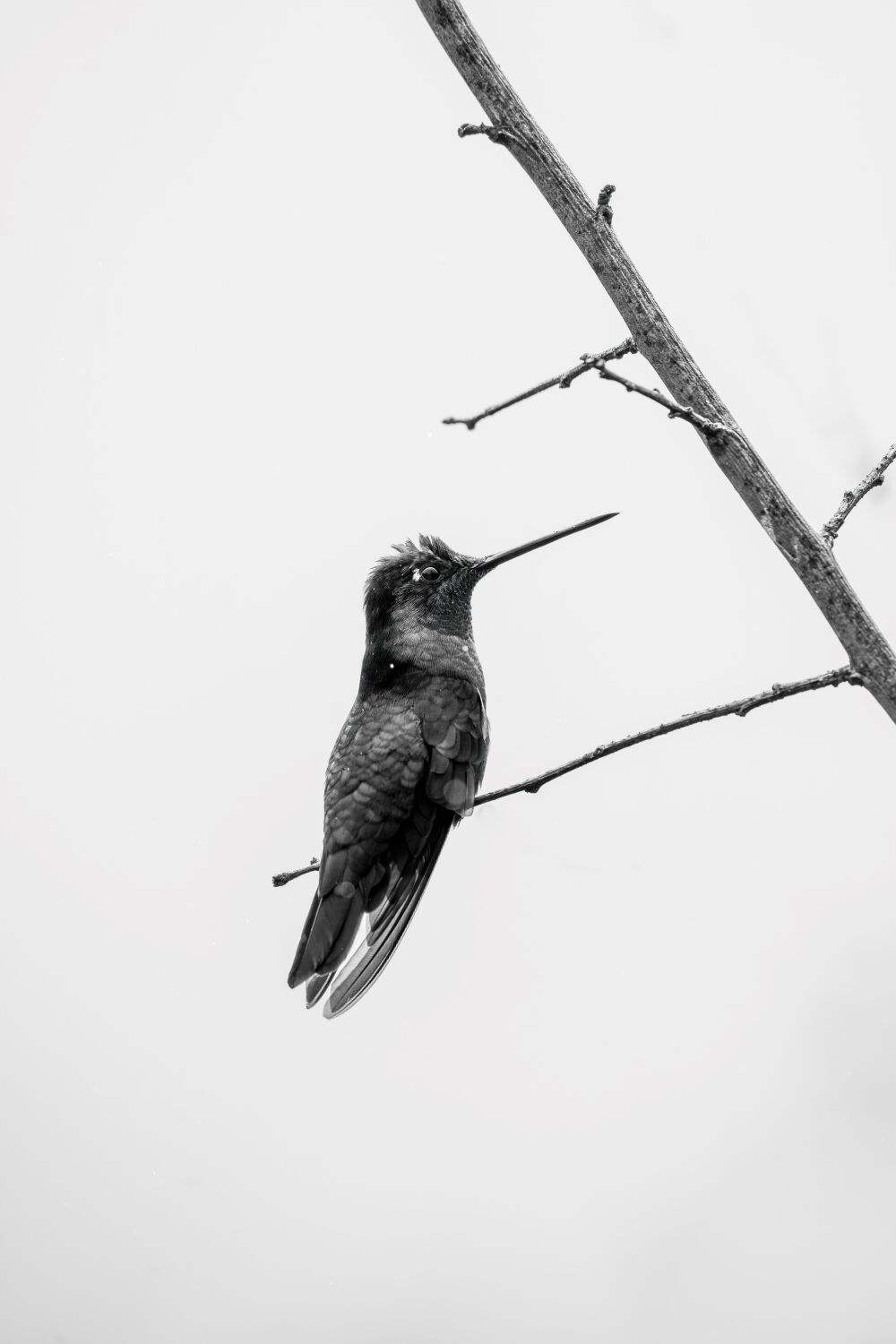 Minimalistische Eleganz Kolibri in Schwarz-Weiß