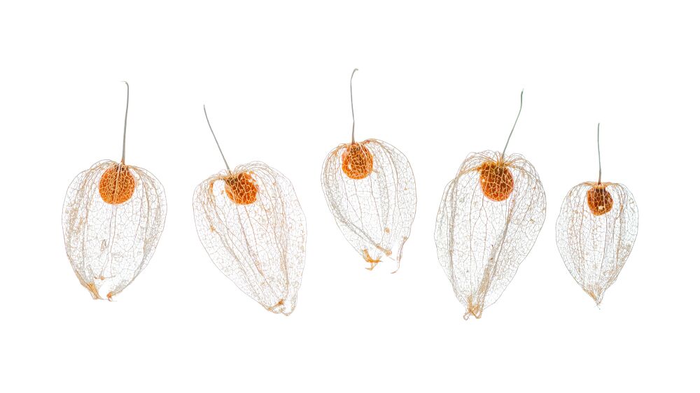 Physalis quintet