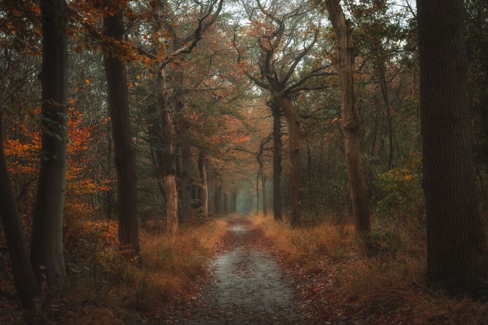 Herfst in Oranjewoud