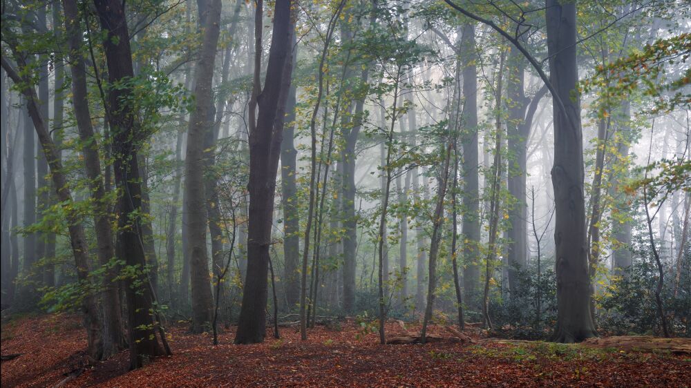 Slochterbos in de mist