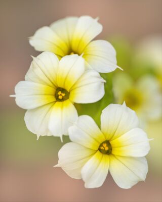 Drie Kleine Witte Wonderen