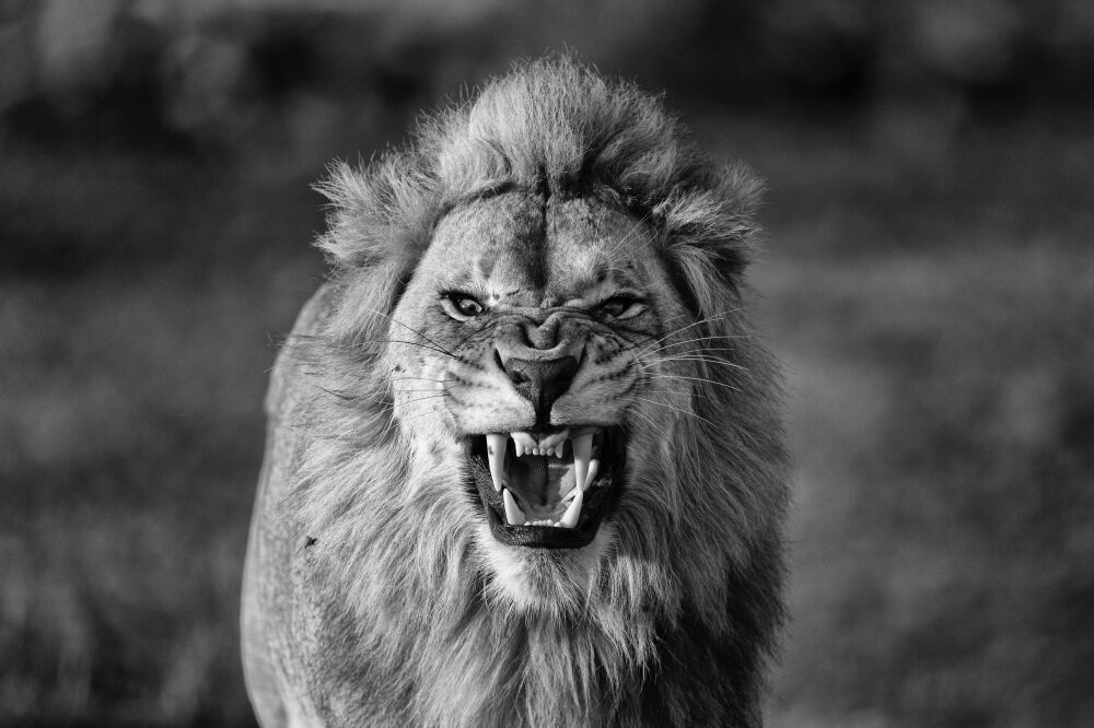 Lion roar