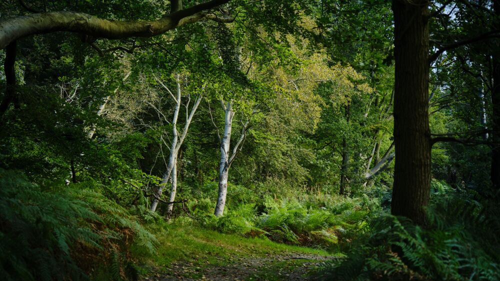 Doorkijkje in de bossen bij de Amsterdamse Waterleidingduinen