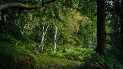 Doorkijkje in de bossen bij de Amsterdamse Waterleidingduinen